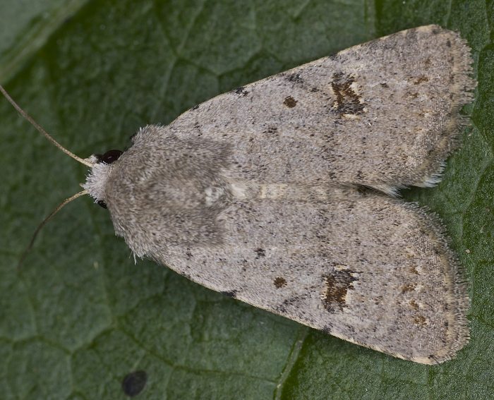 Staubeule (Platyperigea kadenii)