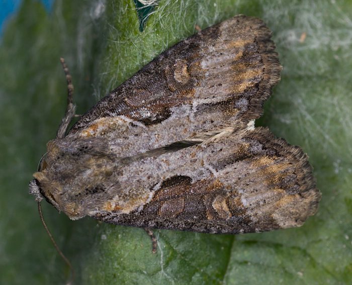 Schlangenlinien-Grasbscheleule (Apamea ophiogramma)