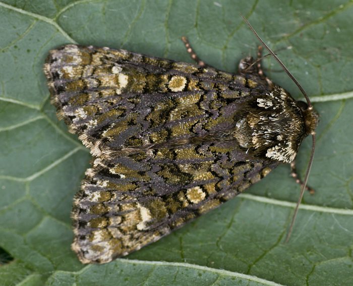 Liguster-Rindeneule (Craniophora ligustri)