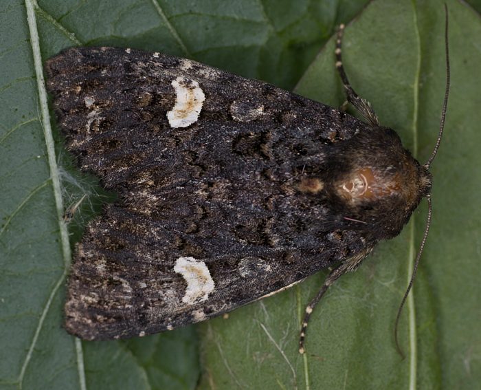 Flohkraut-Eule (Melanchra persicariae)