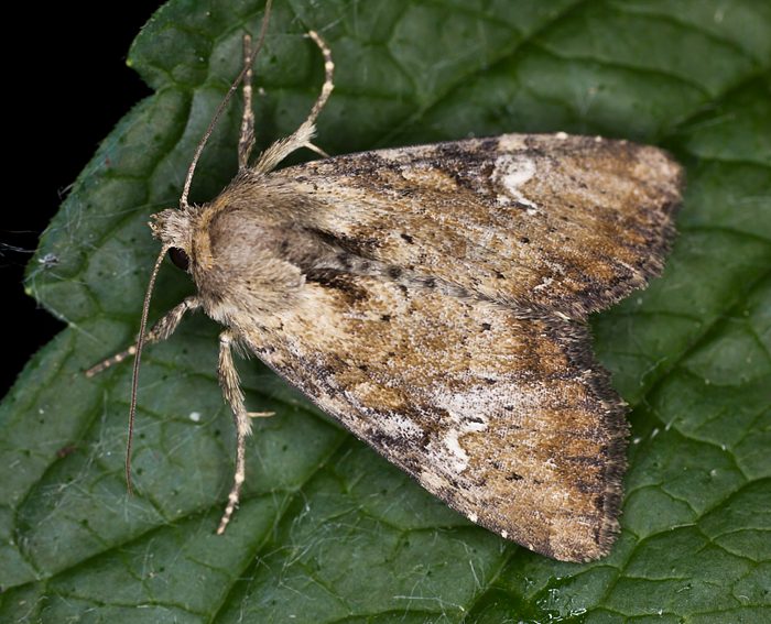 Brunlichgelbe Grasbscheleule (Apamea scolopacina)