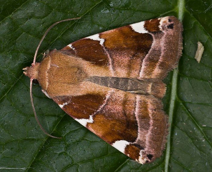 Weiflecken-Ulmeneule (Cosmia diffinis)