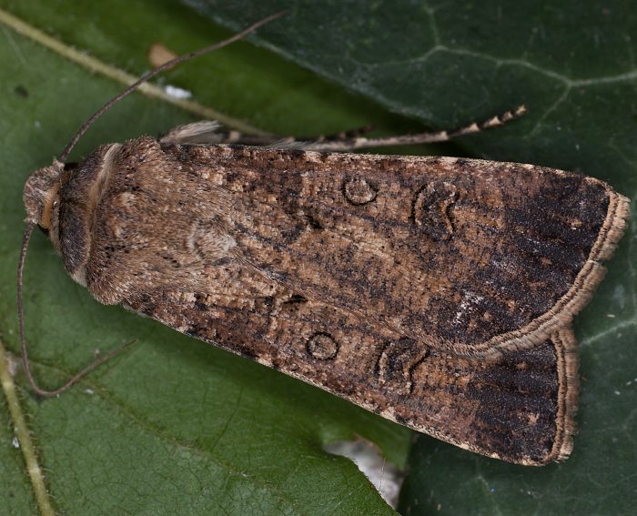 Saateule (Agrotis segetum)