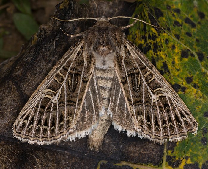 Weigerippte Lolcheule (Tholera decimalis)