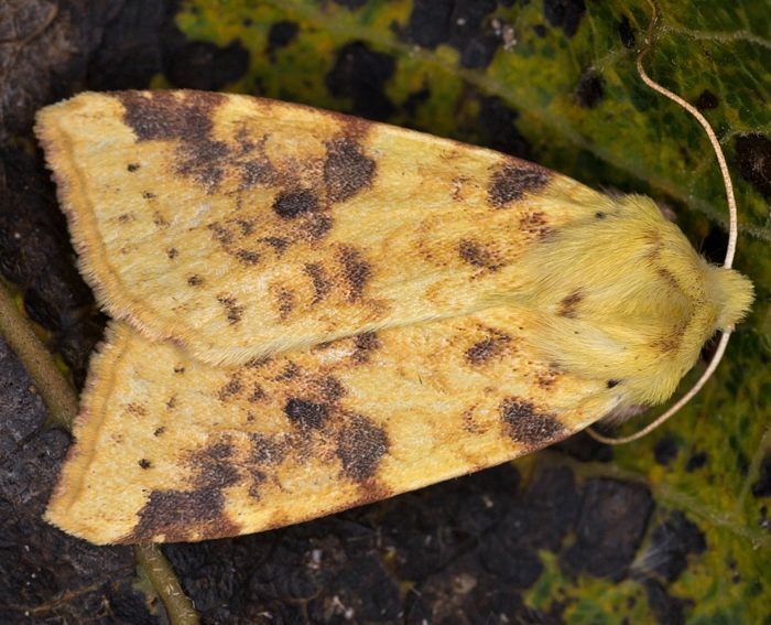 Bleich-Gelbeule (Xanthia icteritia)