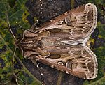 Kiefernsaateule (Agrotis vestigialis) [1725 views]