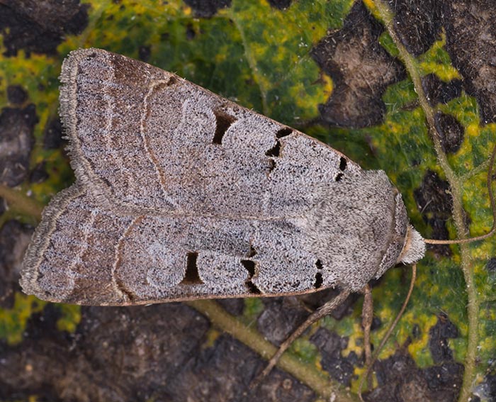 Graue Sptsommer-Bodeneule (Paradiarsia glareosa)