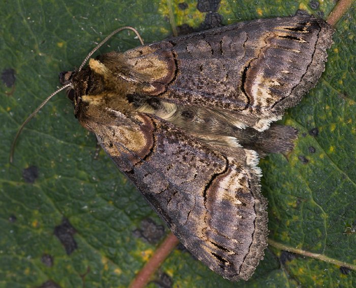 Dunkelgraue Nessel-Hckereule (Abrostola triplasia)