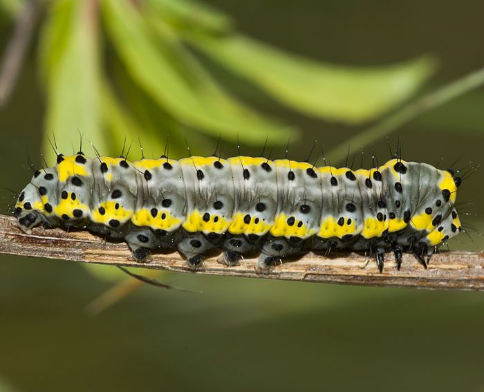 Blaukopf (Diloba caeruleocephala) Raupe