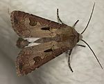 Gemeine Graseule (Agrotis exclamationis) [2458 views]