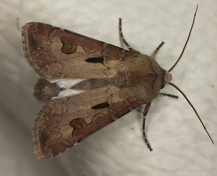 Gemeine Graseule (Agrotis exclamationis)