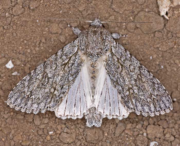 Ahorn-Rindeneule (Acronicta aceris)