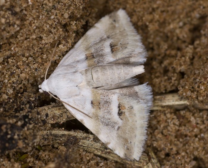 Sandstrohblumeneulchen (Eublemma minutata)