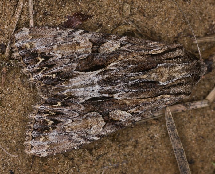 Groe Grasbscheleule (Apamea monoglypha)