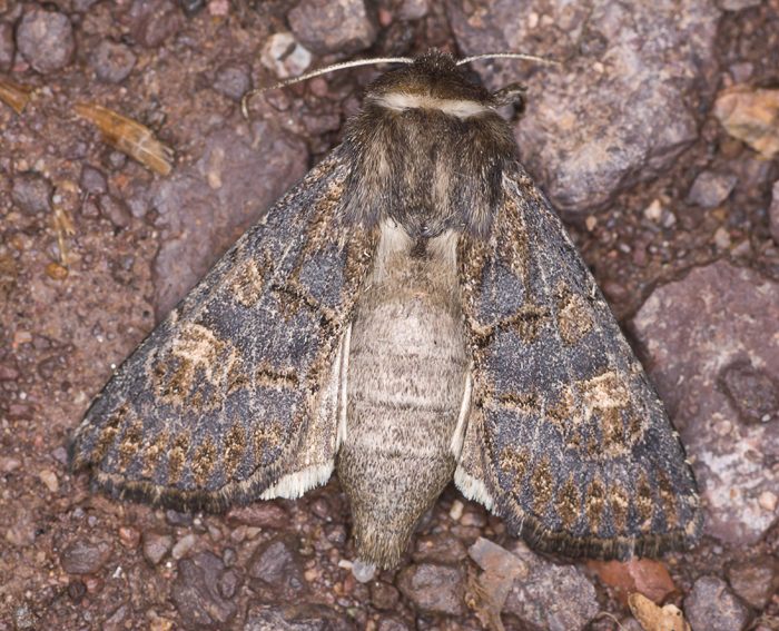 Dunkelbraune Lolcheule (Tholera cespitis)