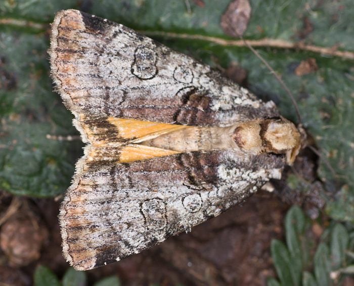 Silbergraue Bandeule (Epilecta linogrisea) Silbergraue Bandeule (Epilecta linogrisea)