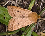 Gelbbraune Herbsteule (Agrochola macilenta) [2089 views]