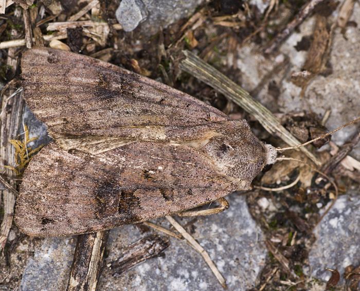 Baja-Bodeneule (Xestia baja)