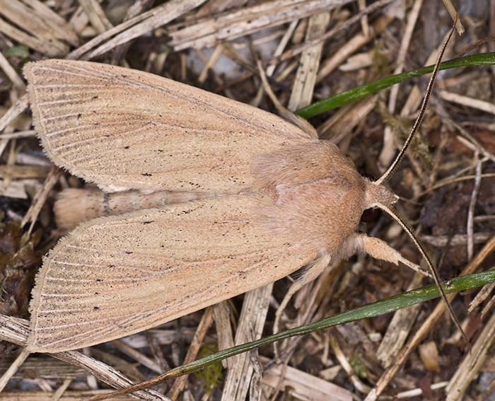 Schilfrohr-Wurzeleule (Rhizedra lutosa)