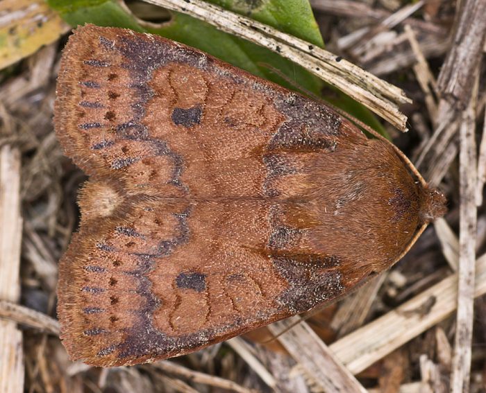 Heidelbeer-Wintereule (Conistra vaccinii)