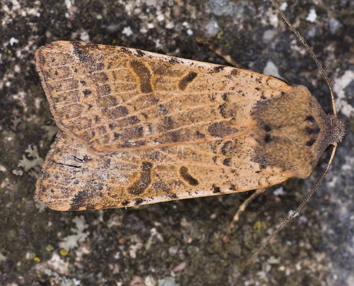 Vernderliche Herbsteule (Agrochola lychnidis)