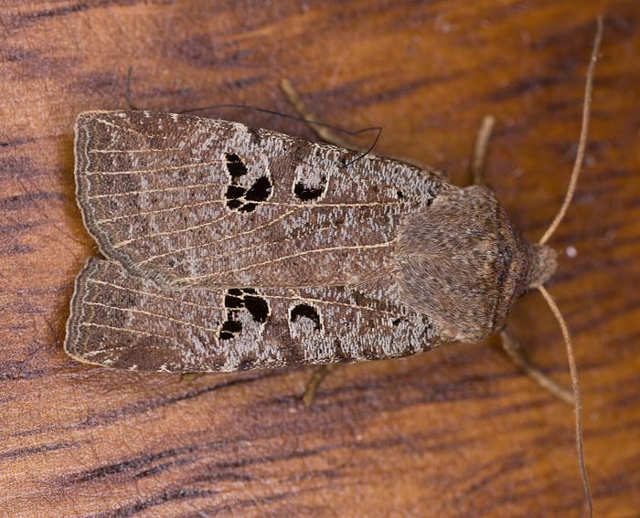 Feldholz-Wintereule (Conistra rubiginosa)