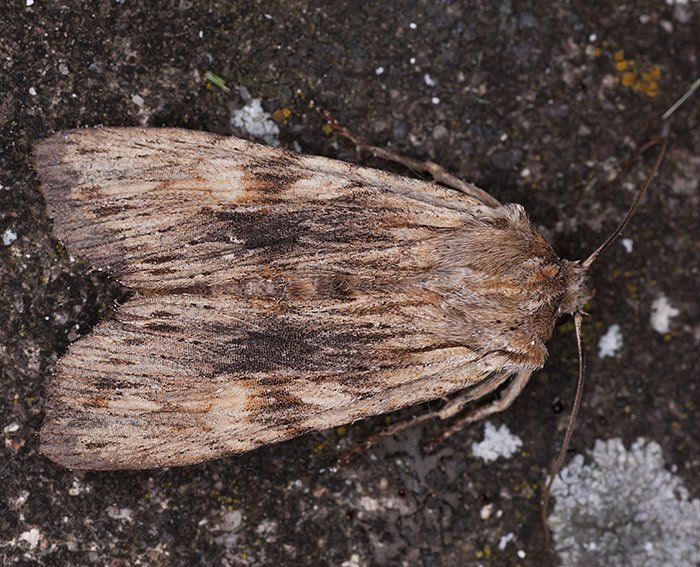 Gelbbraune Rindeneule (Lithophane socia)