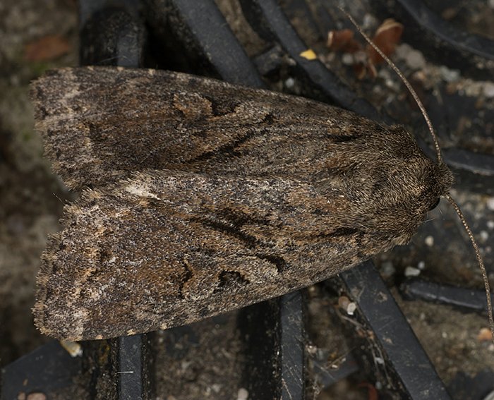 Weiden-Pappel-Rindeneule (Apterogenum ypsillon)