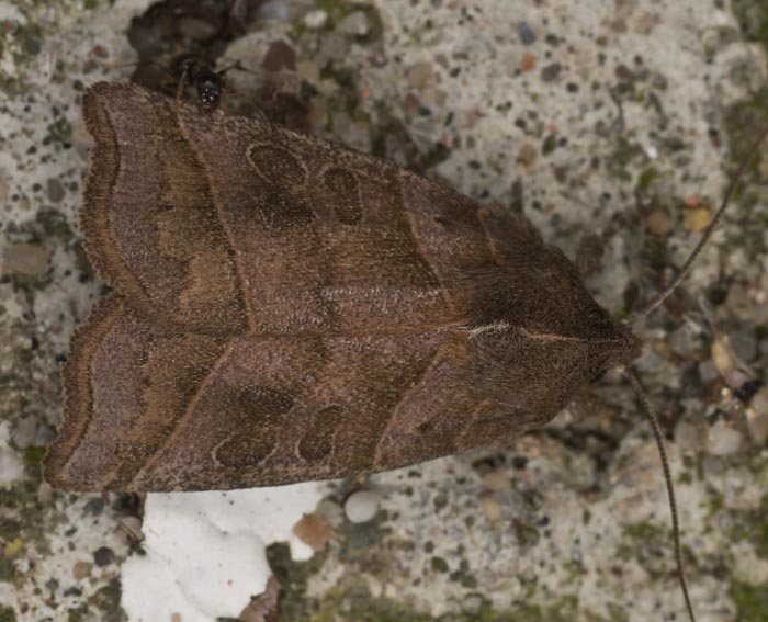 Weidenbusch-Blatteule (Ipimorpha retusa)