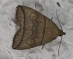 Bogenlinien-Spannereule (Herminia grisealis) [1632 views]
