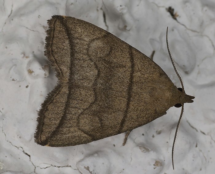 Bogenlinien-Spannereule (Herminia grisealis)