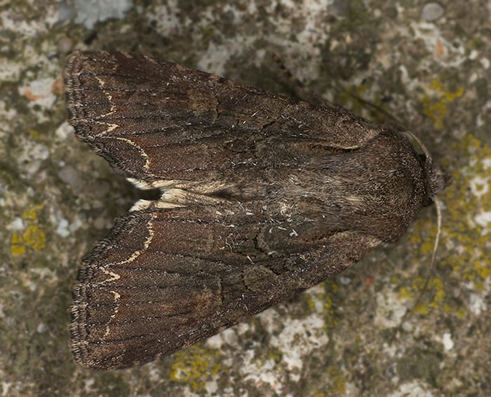 Vernderliche Krutereule (Lacanobia suasa)