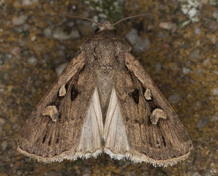 Getreideeule (Euxoa aquilina)