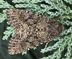 Kohleule (Mamestra brassicae) [2416 views]