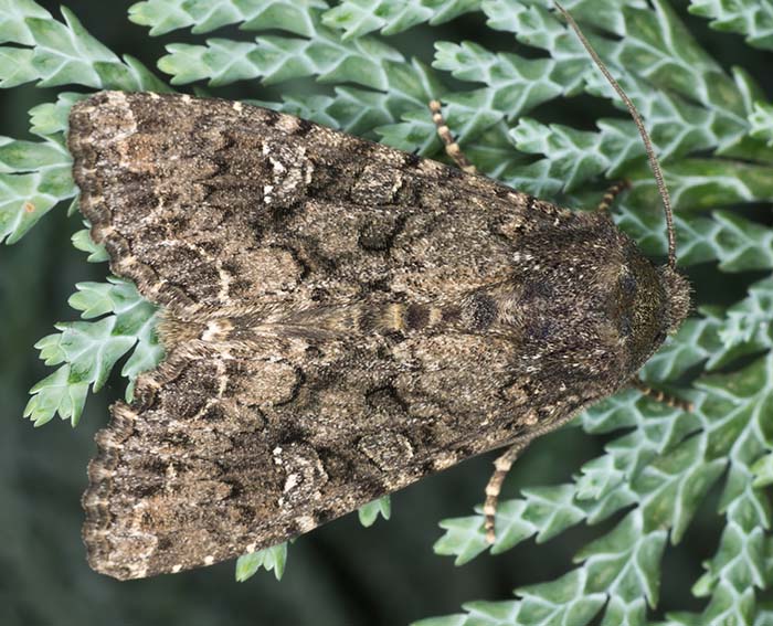 Kohleule (Mamestra brassicae)