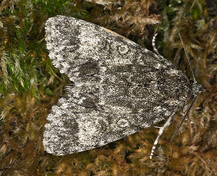 Grokopf-Rindeneule (Acronicta megacephala)