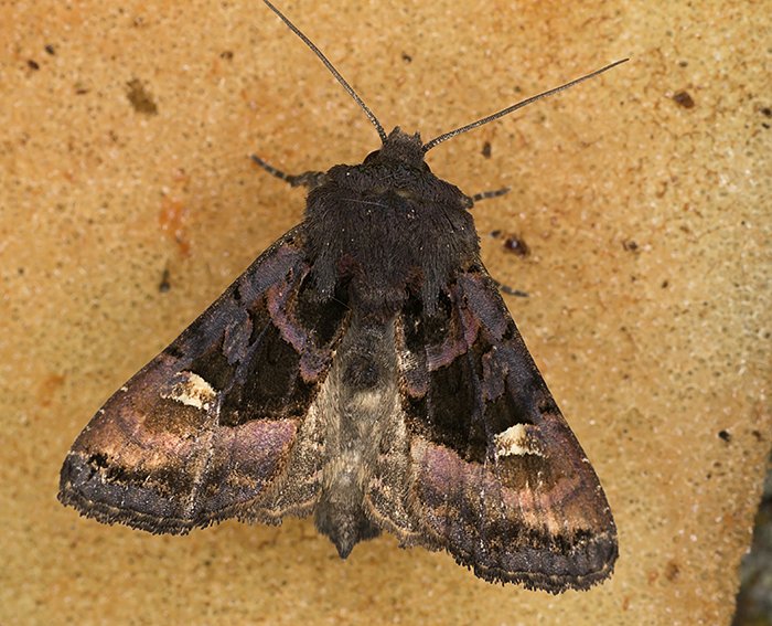 Gelbfleck-Waldschatteneule (Euplexia lucipara) Gelbfleck-Waldschatteneule (Euplexia lucipara)