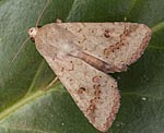 Baumwolleule (Helicoverpa armigera) [2732 views]