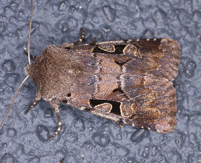 Gothica-Ktzcheneule (Orthosia gothica)