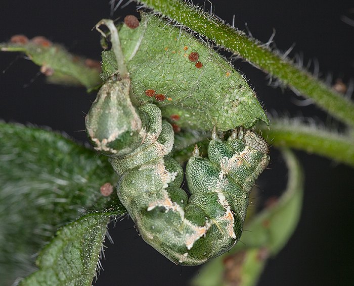 Malveneule (Acontia lucida)