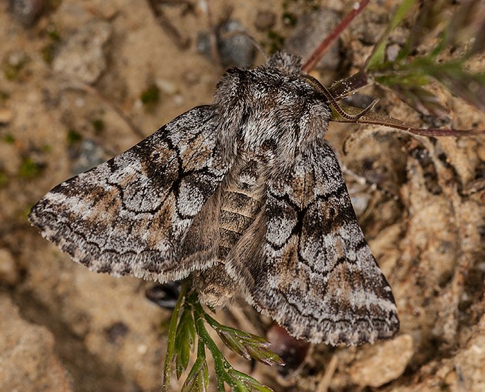 (Cleonymia yvanii)