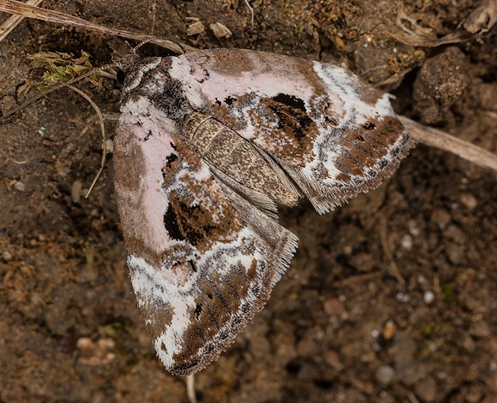 Marmoriertes Gebscheulchen (Elaphria venustula)