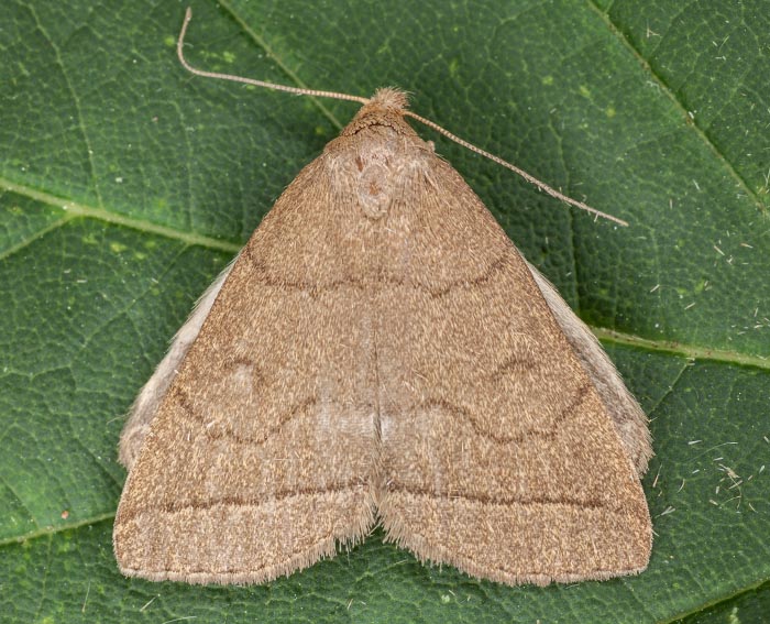 Felsbuschwald-Spannereule (Zanclognatha lunalis)