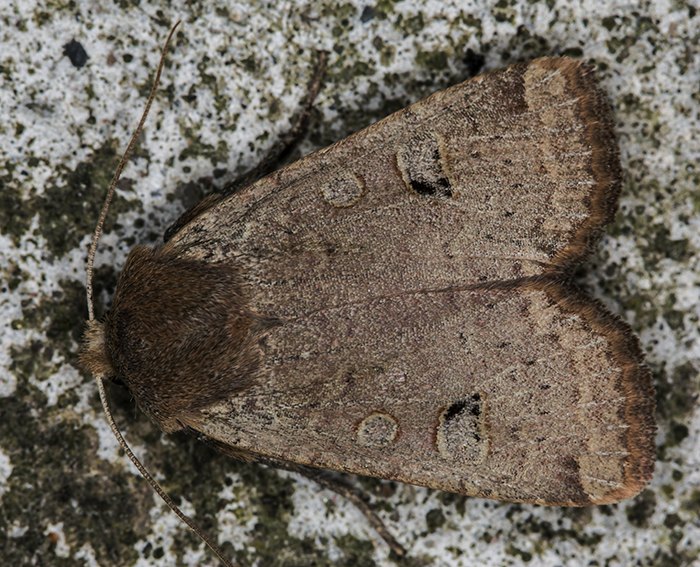 Rotkopf-Wintereule (Conistra erythrocephala)