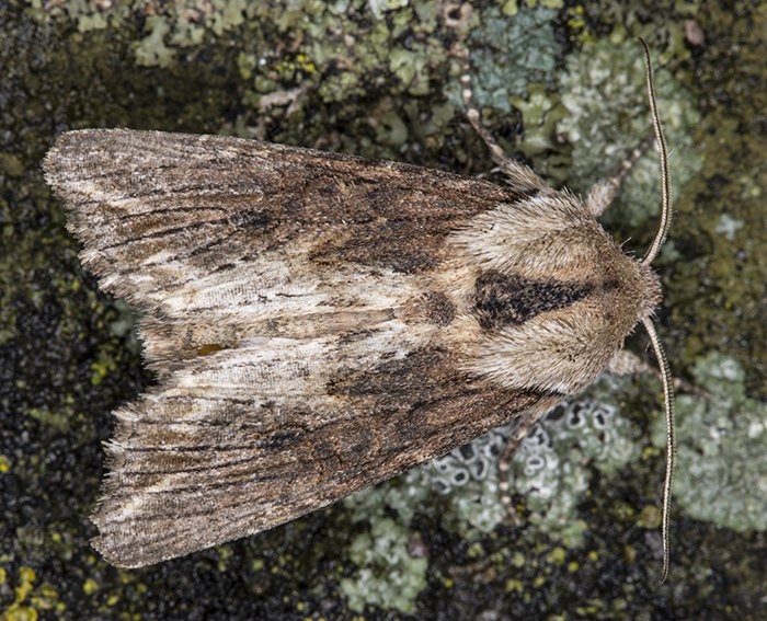 Holzrindeneule (Egira conspicillaris)