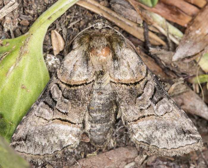 Silbergraue Nessel-Hckereule (Abrostola tripartita)
