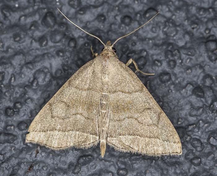 Braungestreifte Spannereule (Herminia tarsicrinalis)