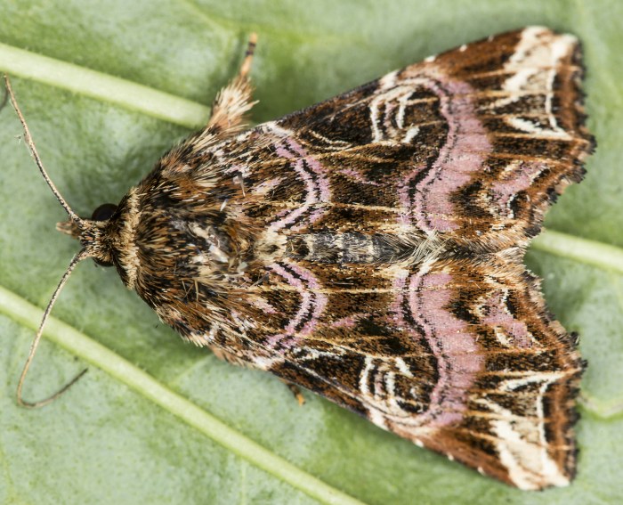 Adlerfarneule (Callopistria juventina)