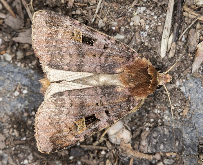 Braune Erdeule (Diarsia brunnea)