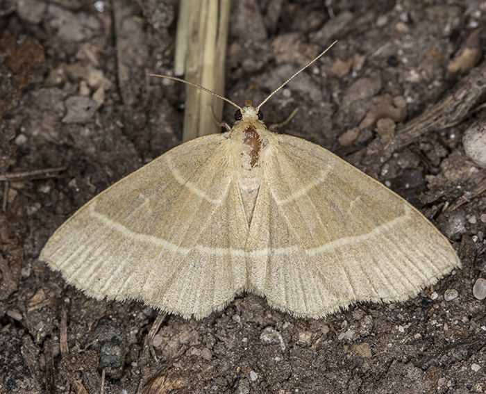 Gelblinien-Spannereule (Trisateles emortualis)